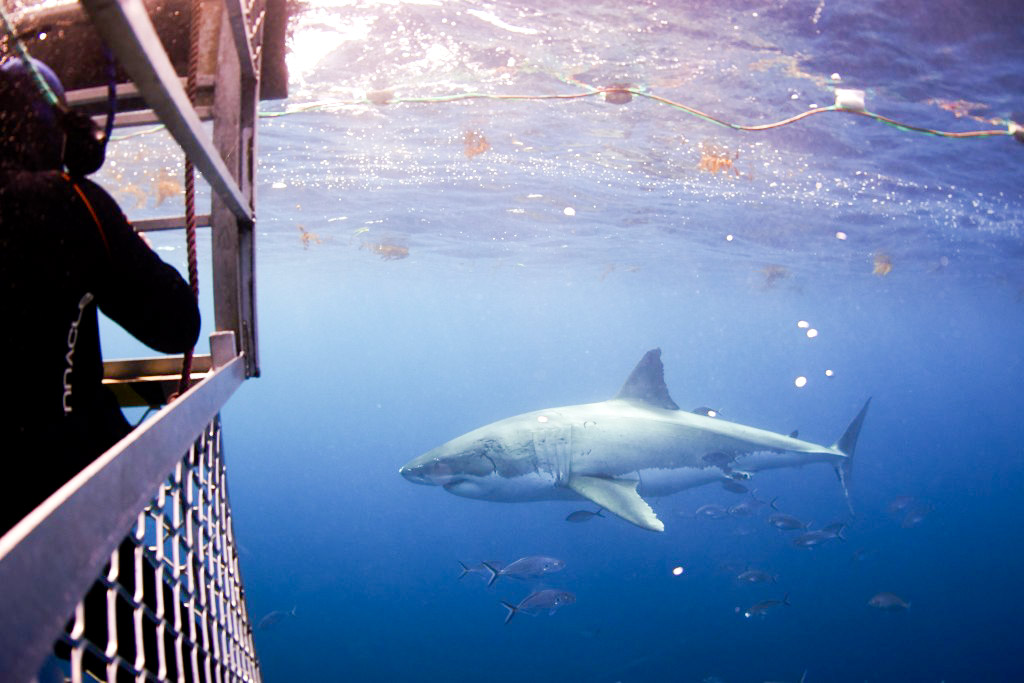 A shark cruising by the shark cage