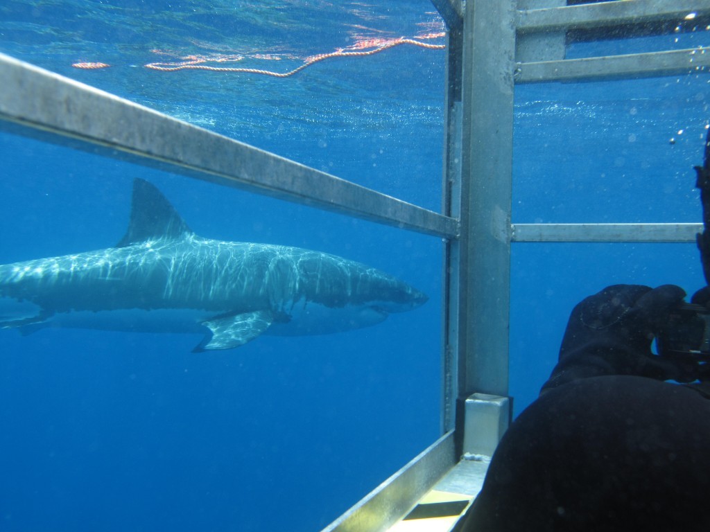 Watching great whites from the Aqua Sub