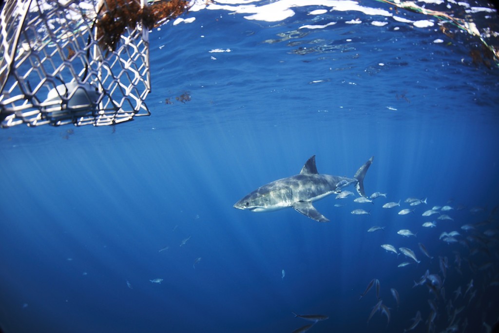 A shark inspecting the cage