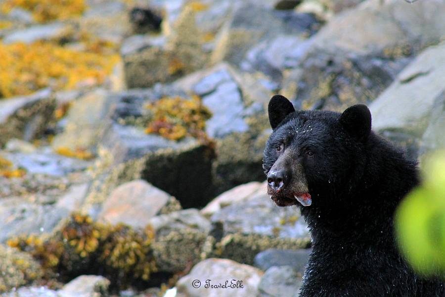 Black bear eating a salmon