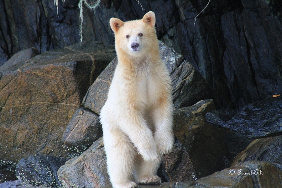 A curious Spirit Bear standing up and looking at the photographer