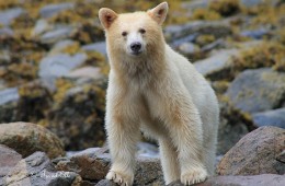 A spirit bear looking into the camera