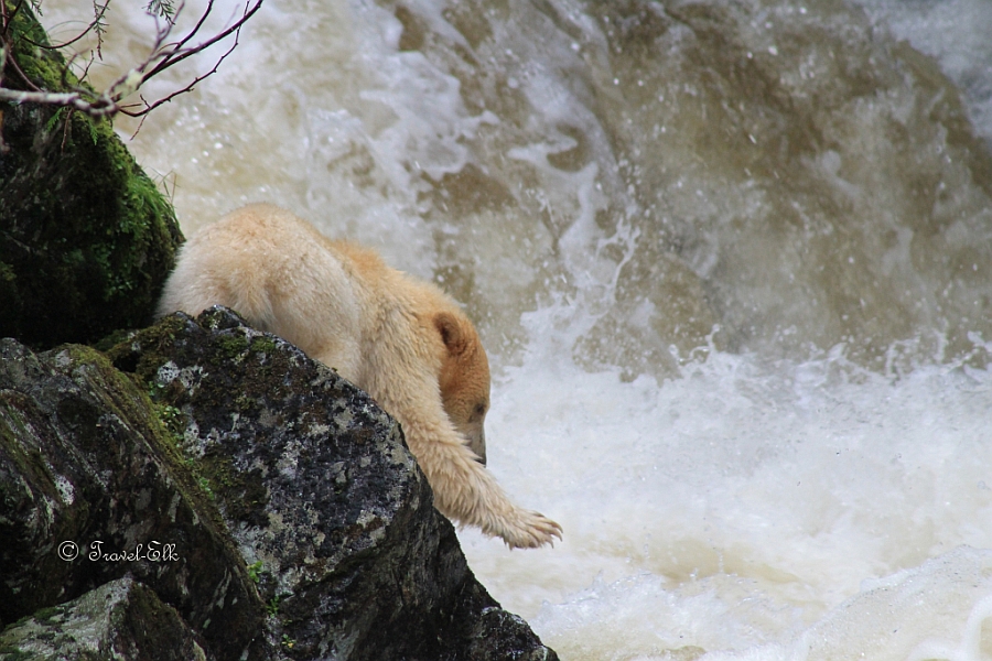 A white bear fishing for salmon