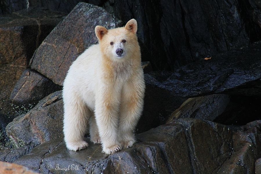 A spirit bear