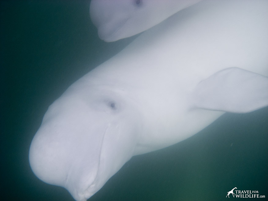 Beluga and her baby