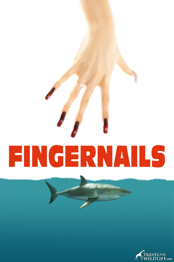 Movie poster from the 1975 horror film FINGERNAILS, which still has sharks on edge near land to this day.