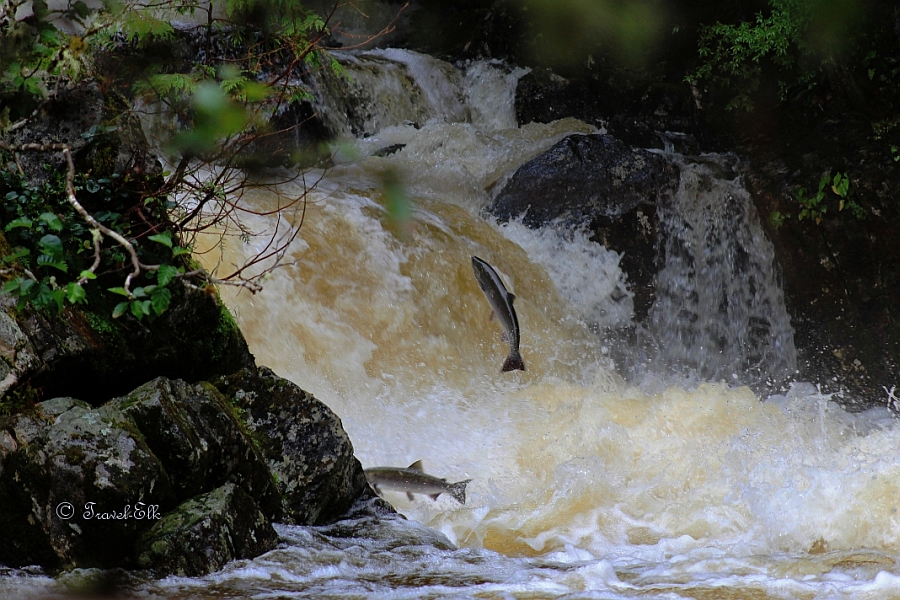 Salmon jumping out of the water