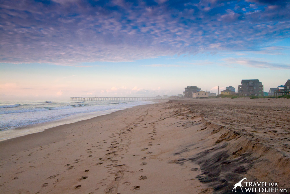 This peaceful beach along the coast of North Carolina has been the scene of dozens of gruesome attacks against sharks by humans this summer.