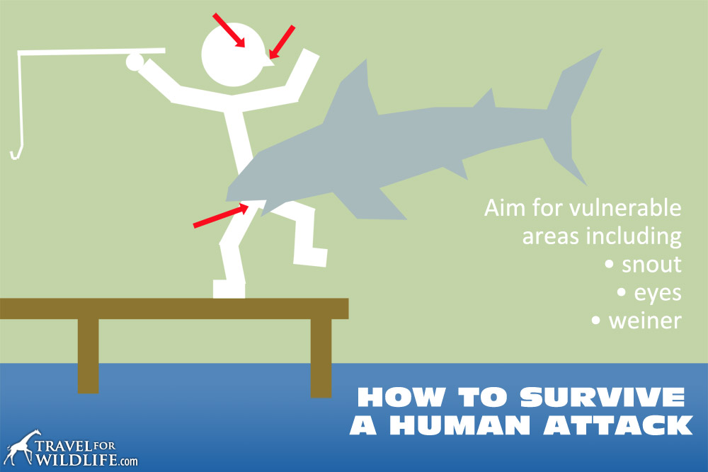 How To Survive a Human Attack. Diagram showing the vulnerable areas on a human.