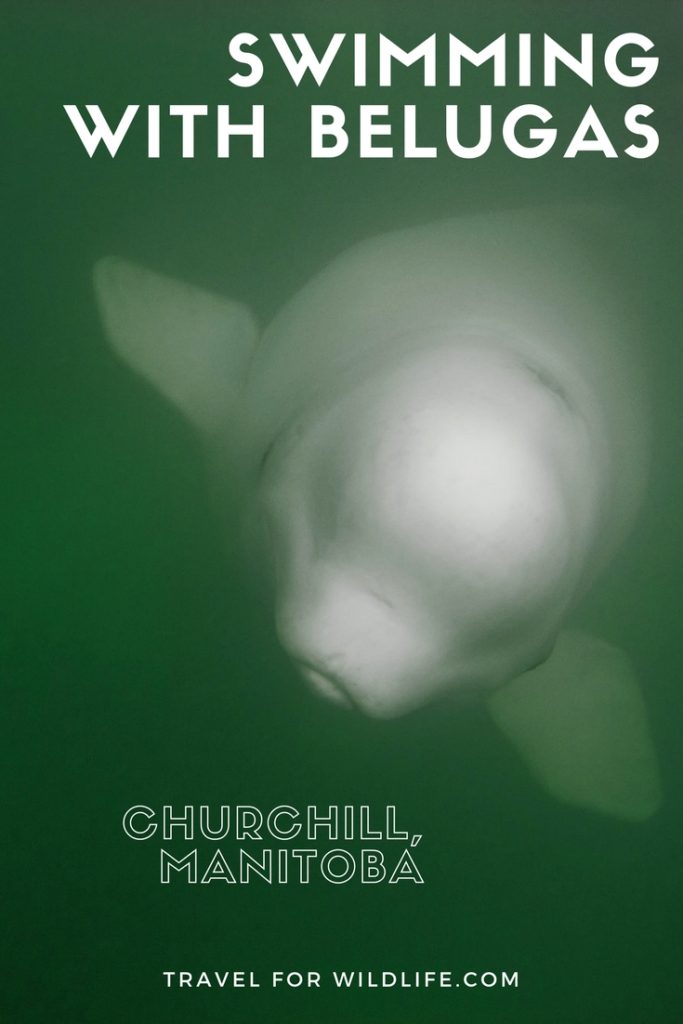 Swimming with belugas in Canada is one of the top wildlife encounters in the world. In this article, we'll show you how you can travel to Churchill, Manitoba, and swim with these incredible animals. 