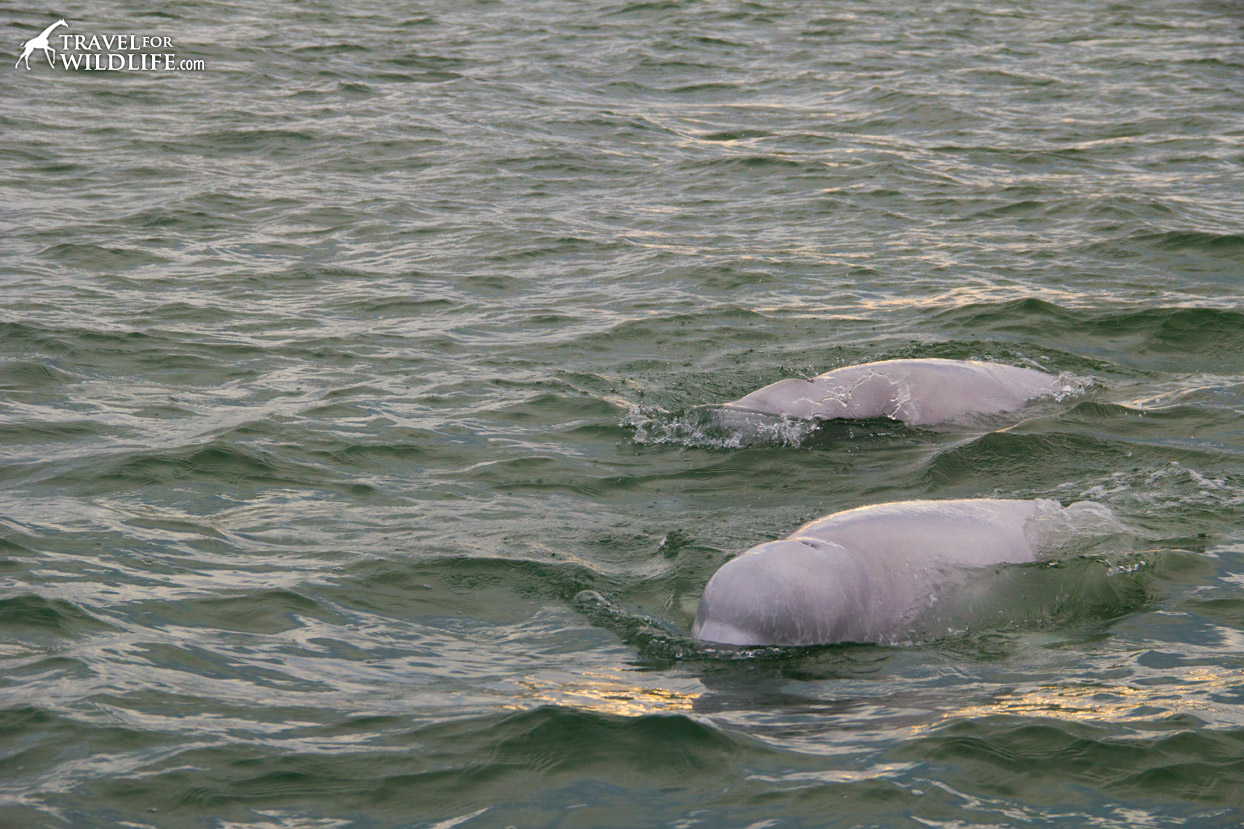 A beluga and its young surfacing to breathe