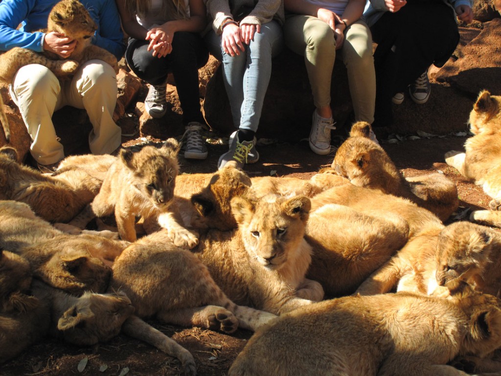 Lion cubs at a lion petting attraction Photo by Ian Mechler