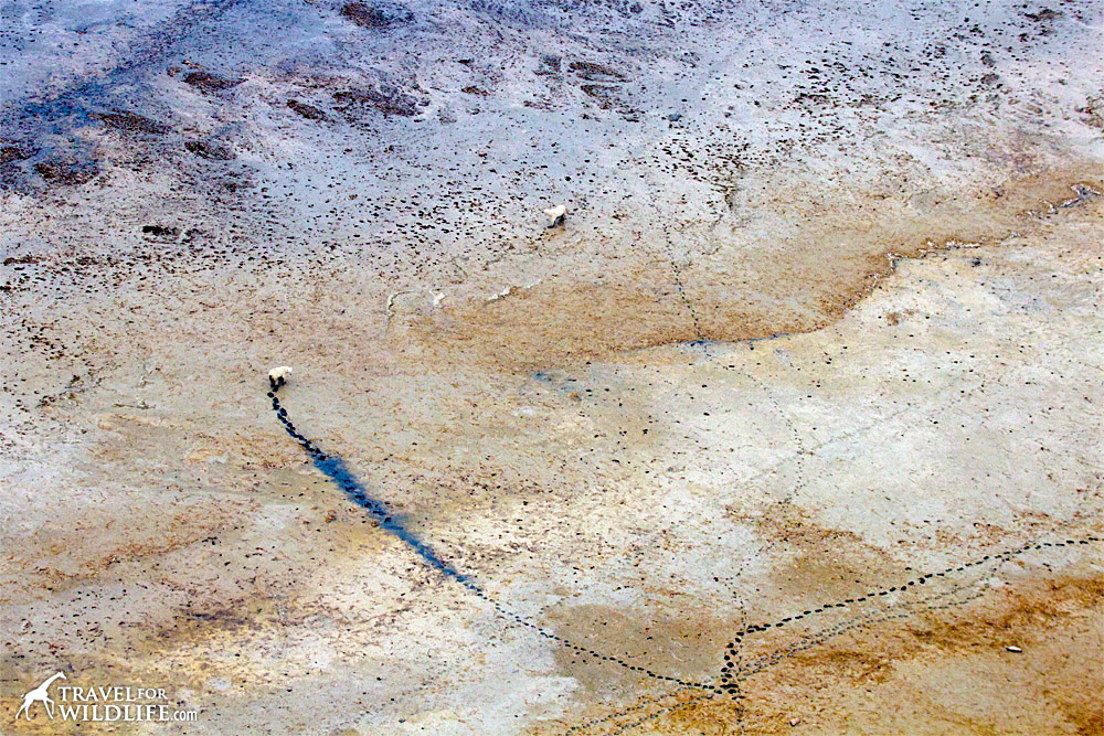 Two polare bears walking on the Hudson Bay shore
