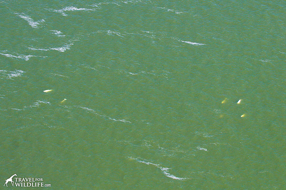Beluga whales as seen from a plane