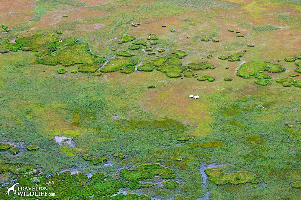 Watching polar bears from a plane