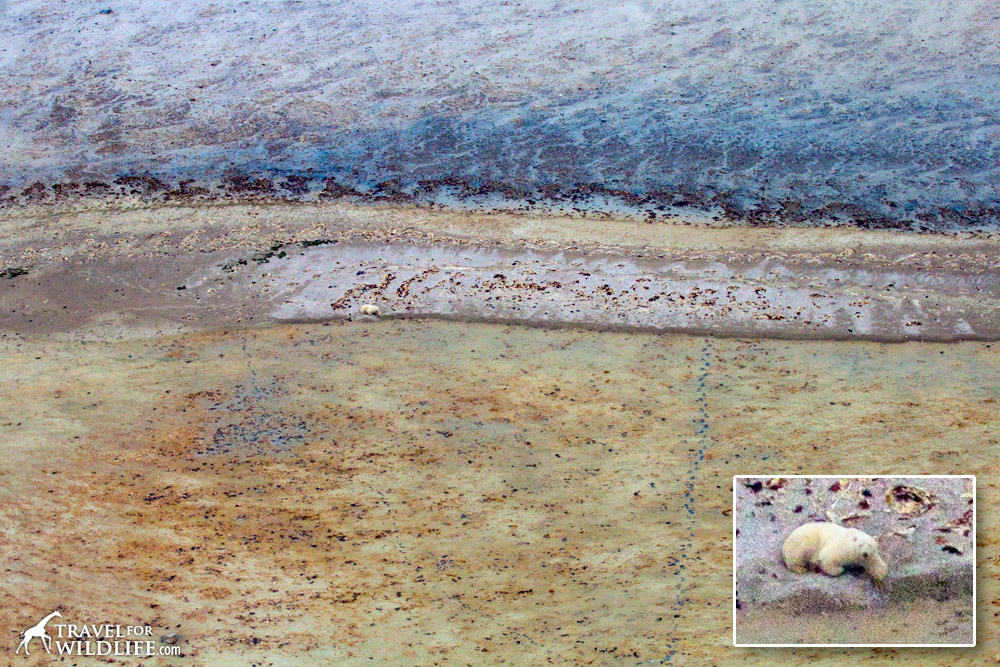 Polar bear resting on the mud flats
