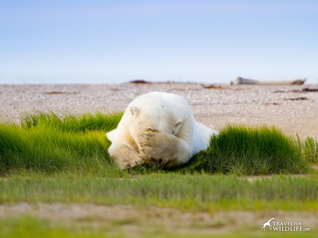 A polar bear sleeping on the grass