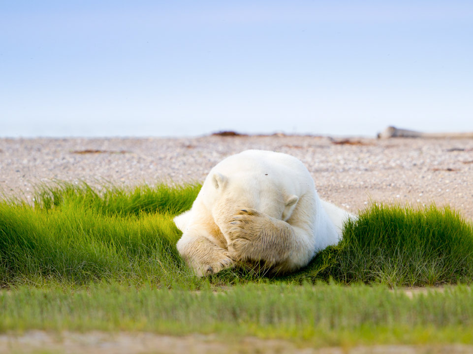 Polar bear sleeping