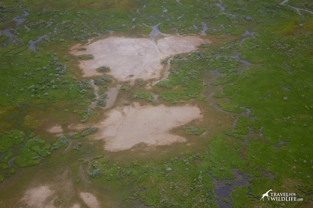 Bear trails in Wapusk NP