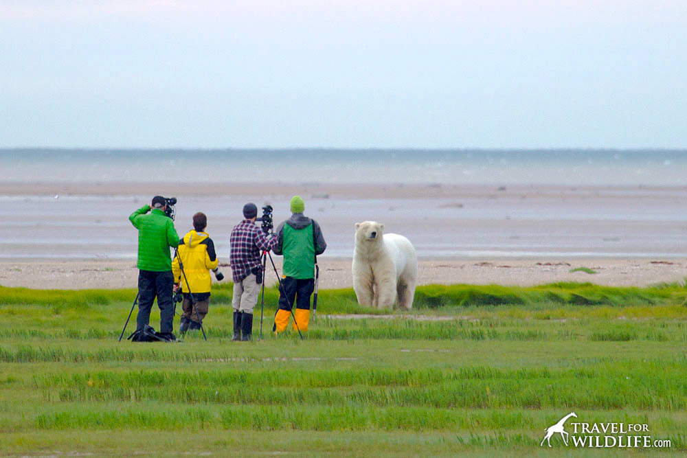 A close encounter with a polar bear