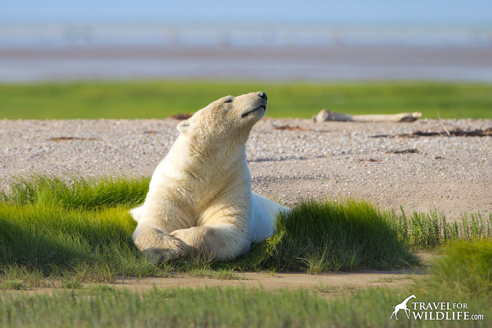 Polar bear sniffing the air
