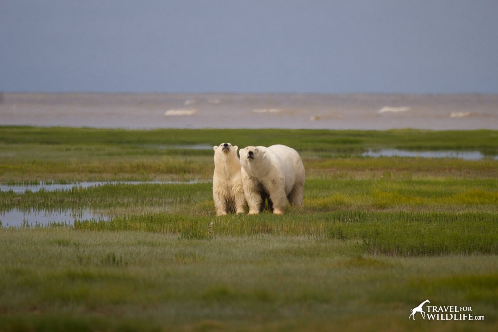 polar bear and her cub sniffing the air