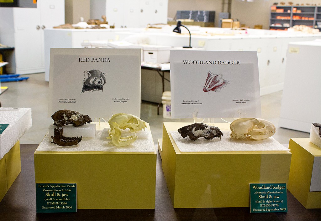 Red panda and woodland badger skulls fossil