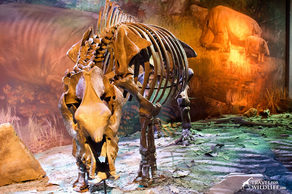 Teleoceras was an ancient rhino