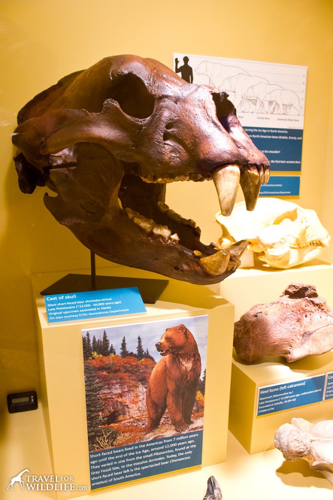 A skull of the biggest bear