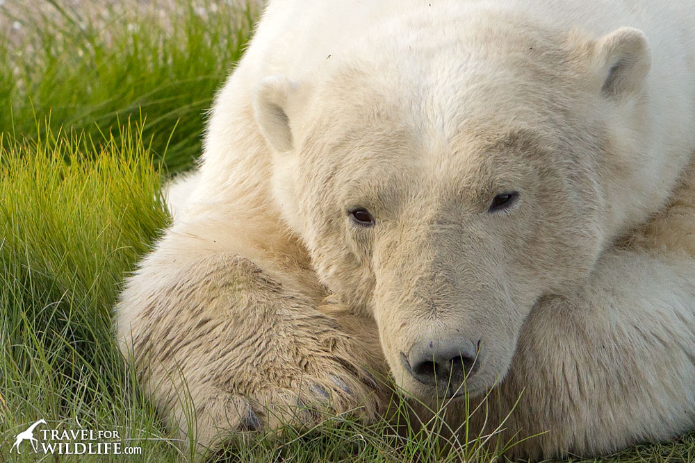 Polar bear resting on a grassy patch