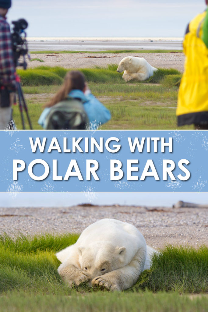 A walking polar bear safari is an incredible wildlife encounter. We encountered many bears during our trip, including a mother and her cub.