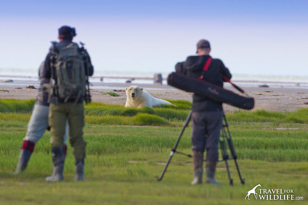 Photographing polar bears