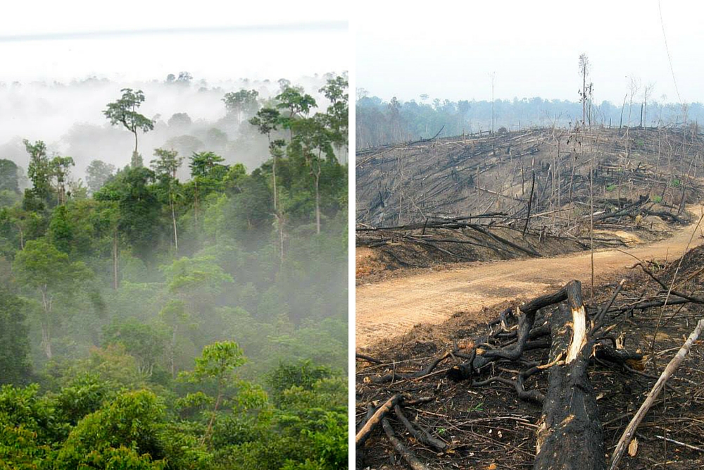 Before and after. Indonesian forests are slashed and burned for illegal palm oil plantations. Photos by Brad Sanders