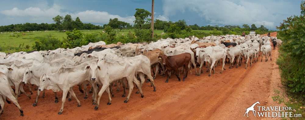 Millions of head of cattle now graze where Brazilian rainforest used to be