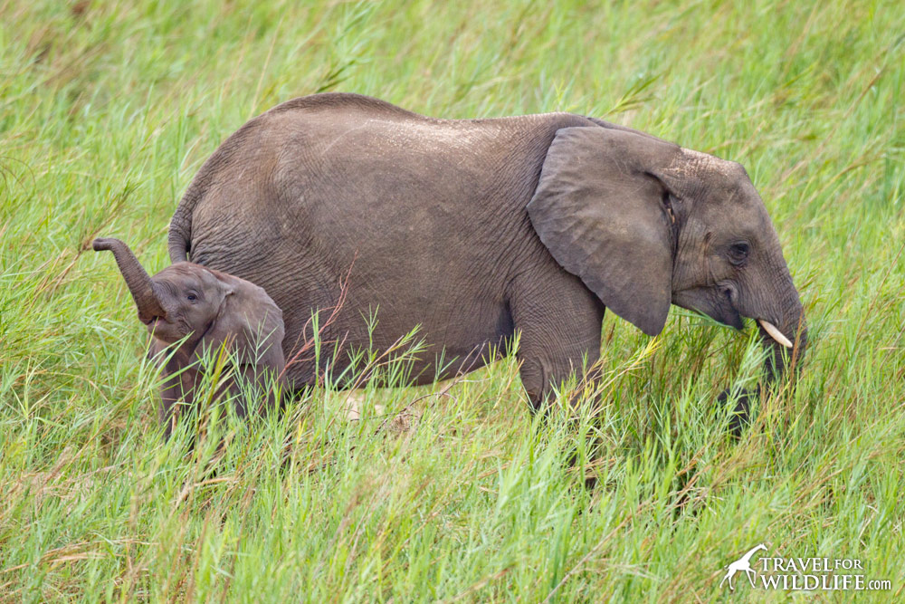 Elephant numbers still decline due to poaching for ivory products. Never buy ivory!