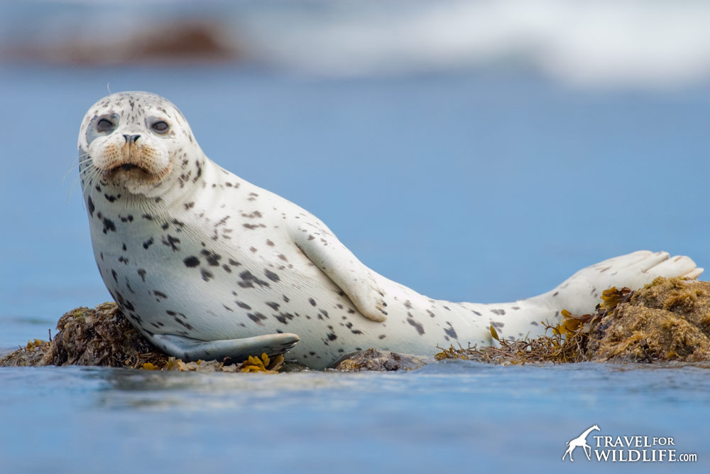 Seals are killed by the Scottish salmon farming industry