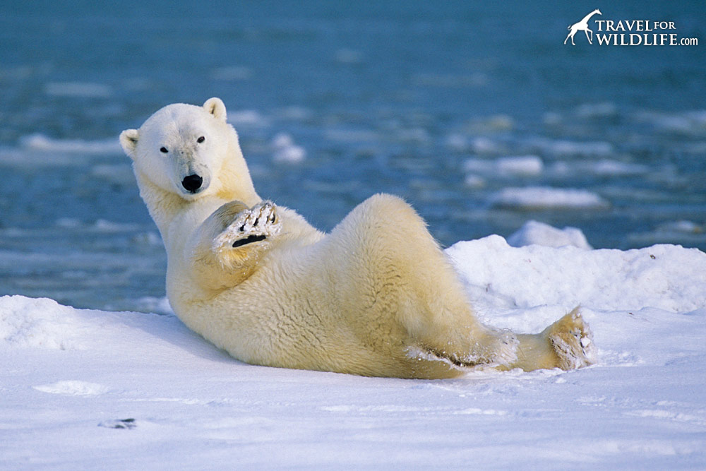This is how polar bears chill out