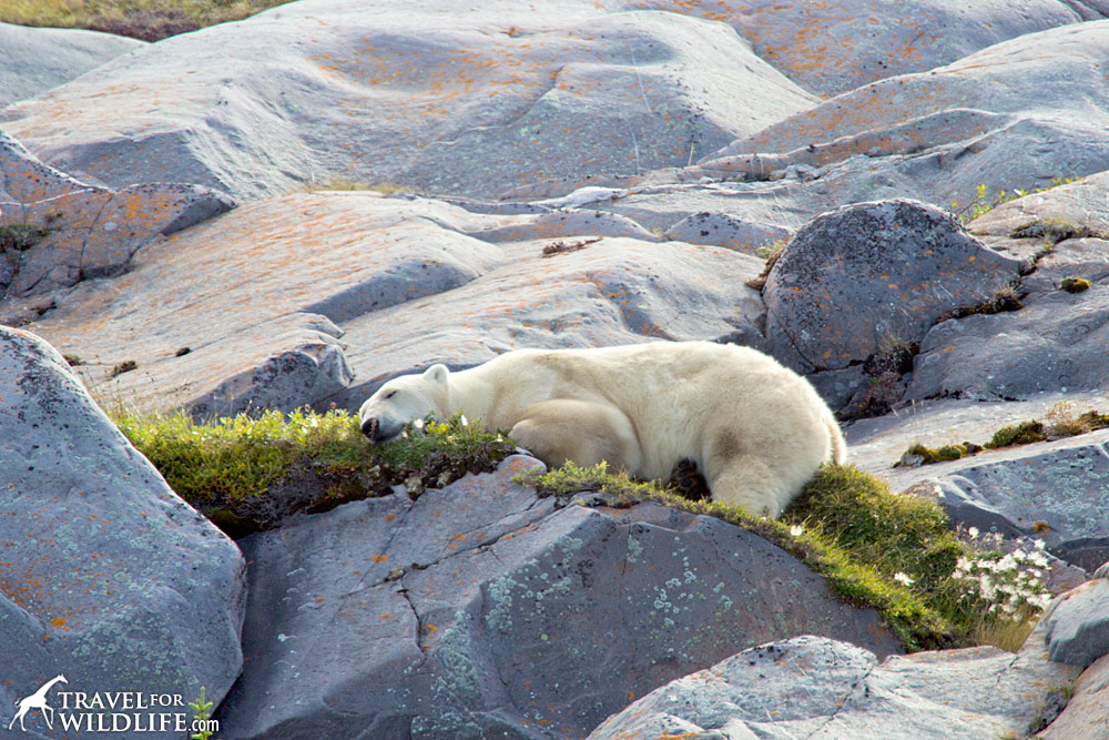Polar bear resting on a bed of grass by Churchill