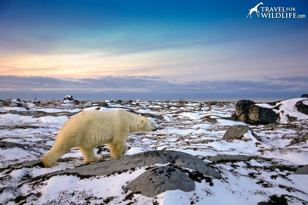 Polar bear walking on a snowy Hudson Bay at sunset