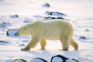 Polar Bear in Churchill, Manitoba