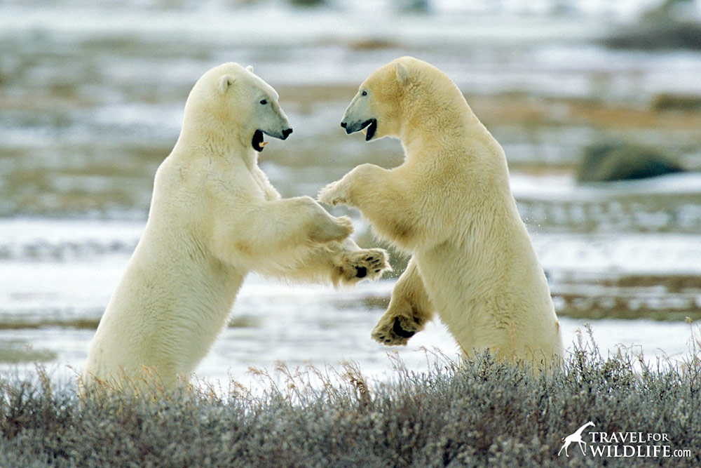 Two polar bears standing up and facing each other