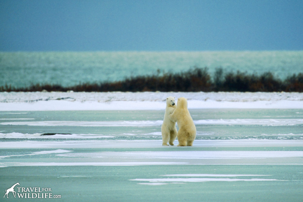 Polar Bears (Ursus maritimus), sparring. 