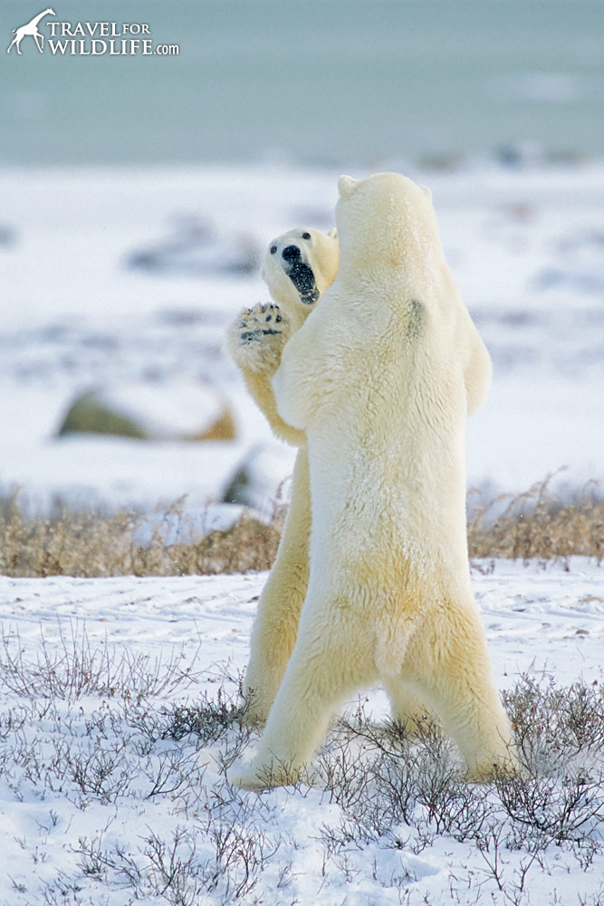 Polar Bears (Ursus maritimus), sparring. Churchill, Manitoba, Canada 10/03 © Hal Brindley