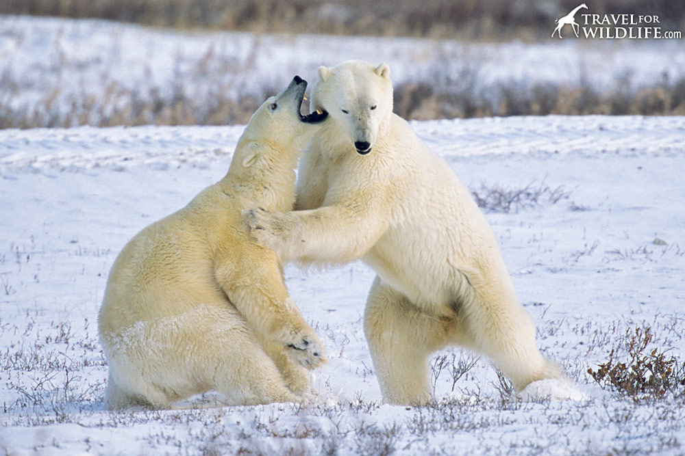Polar Bears (Ursus maritimus), sparring.