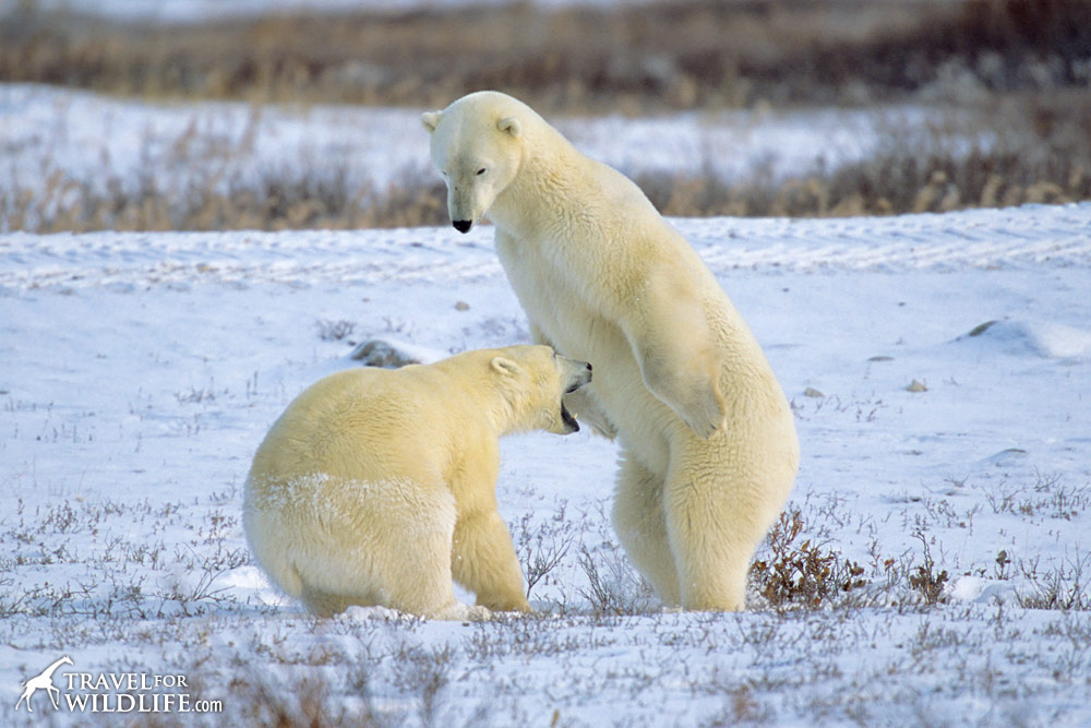 polar bears sparring 