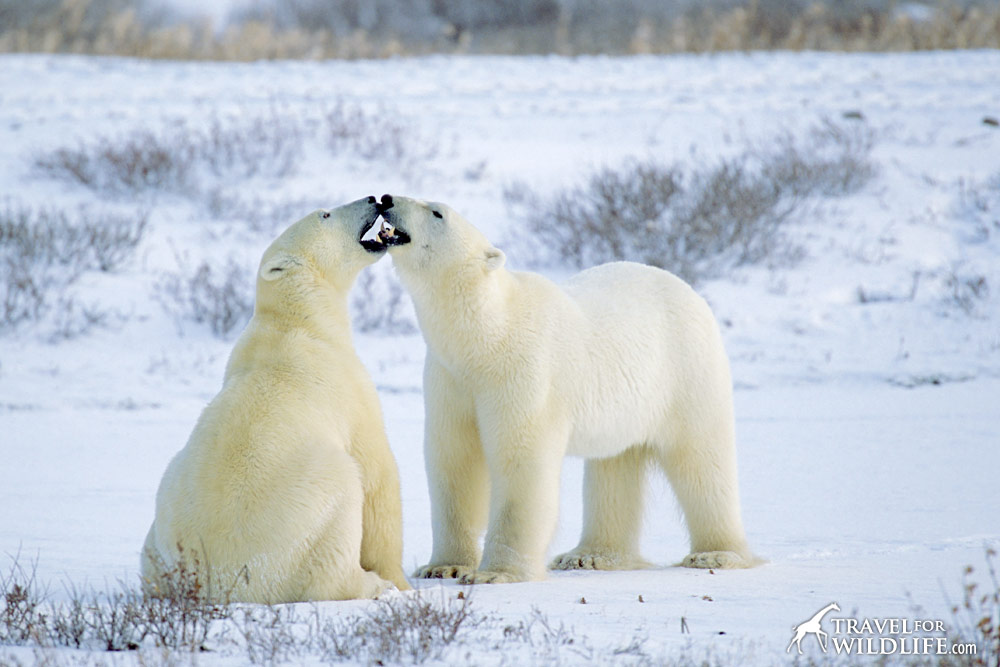 Polar Bears (Ursus maritimus), sparring. Churchill, Manitoba, Canada 10/03 © Hal Brindley