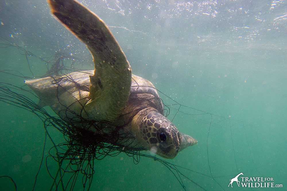 Green sea turtle caught in net