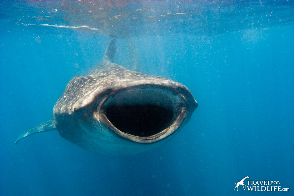Swim with whale sharks in Hotbox