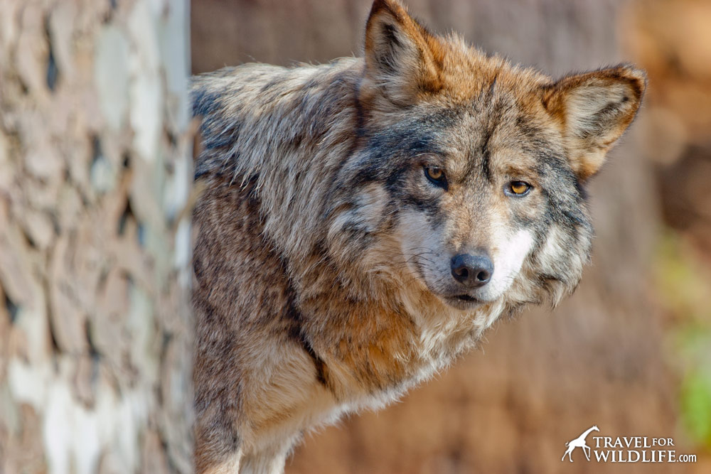 Our voracious demand for meat causes ranchers to "protect" their livestock by shooting wolves.