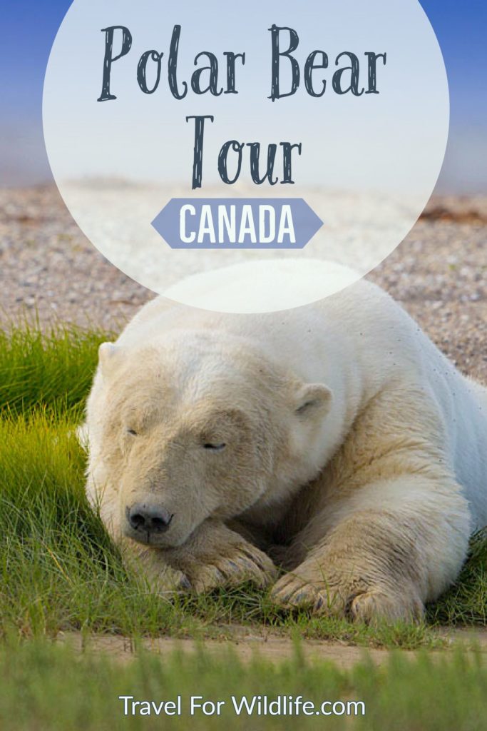 When planning your Canada trip, make sure you include a polar bear tour. Walk in the tundra and watch polar bears in their natural environment. You'll also get the chance to see black bears, and wolves! This is one Canadian adventure you can't miss. This is definitely the trip of a lifetime. #Canada #Manitoba #polarbear